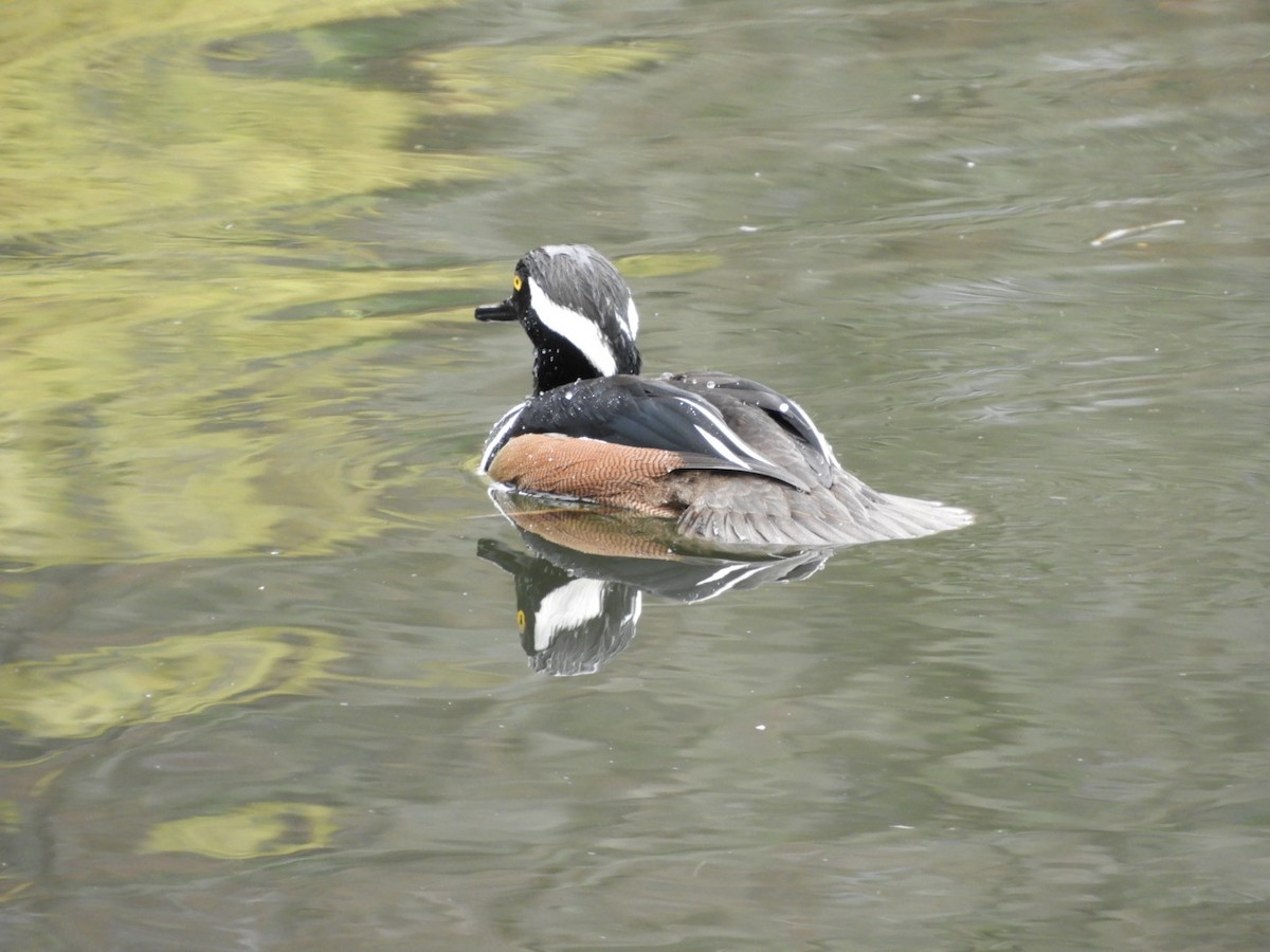 Hooded Merganser - ML429077751