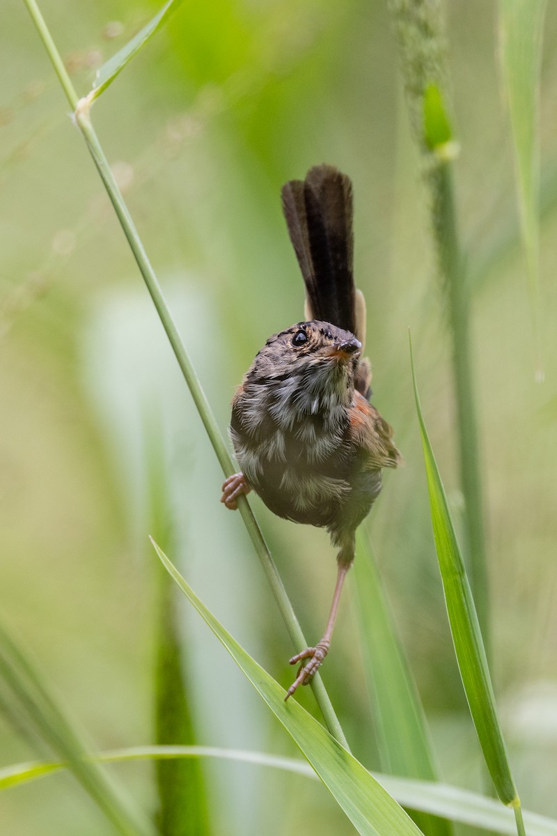 Red-backed Fairywren - ML429079121
