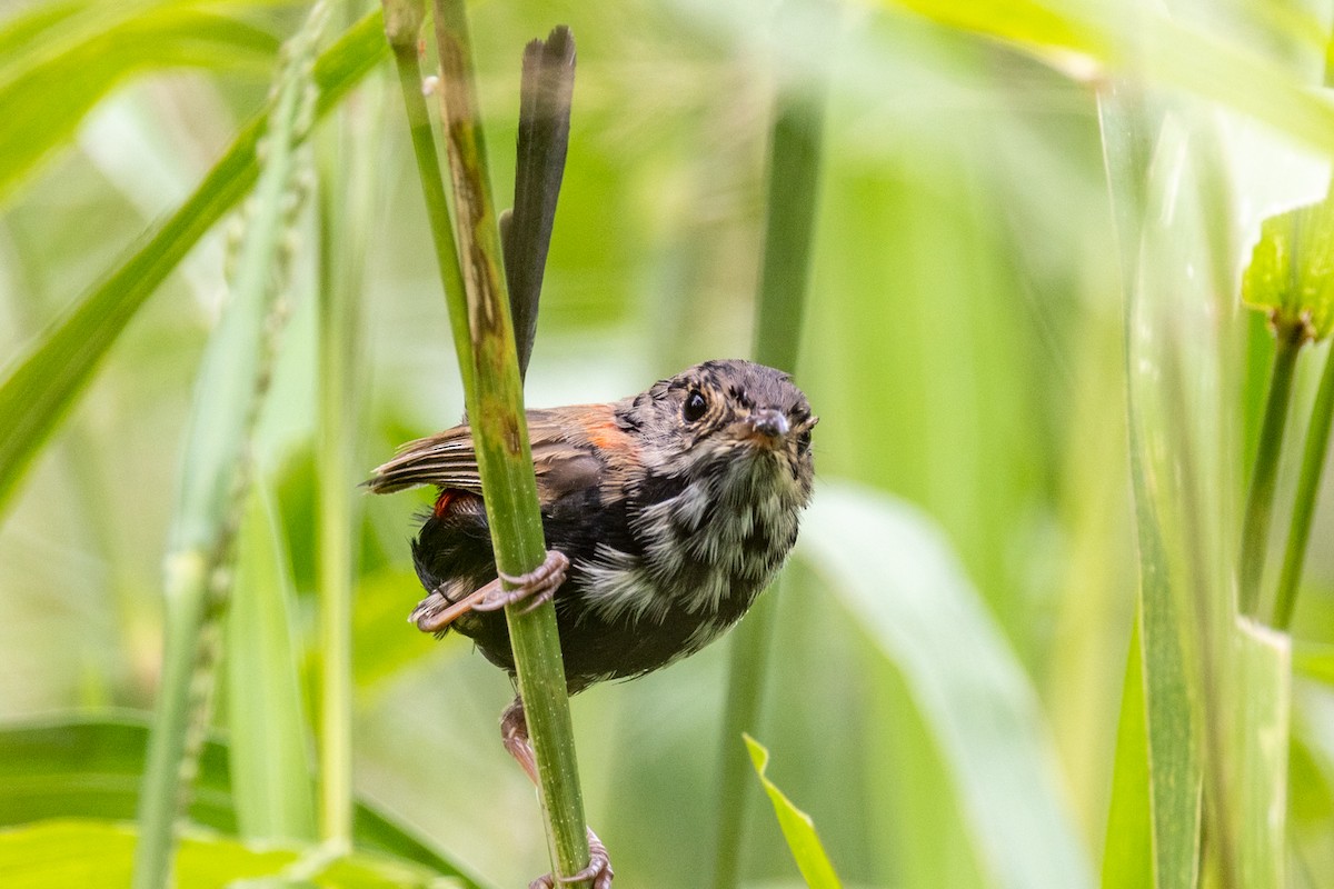Red-backed Fairywren - ML429079161