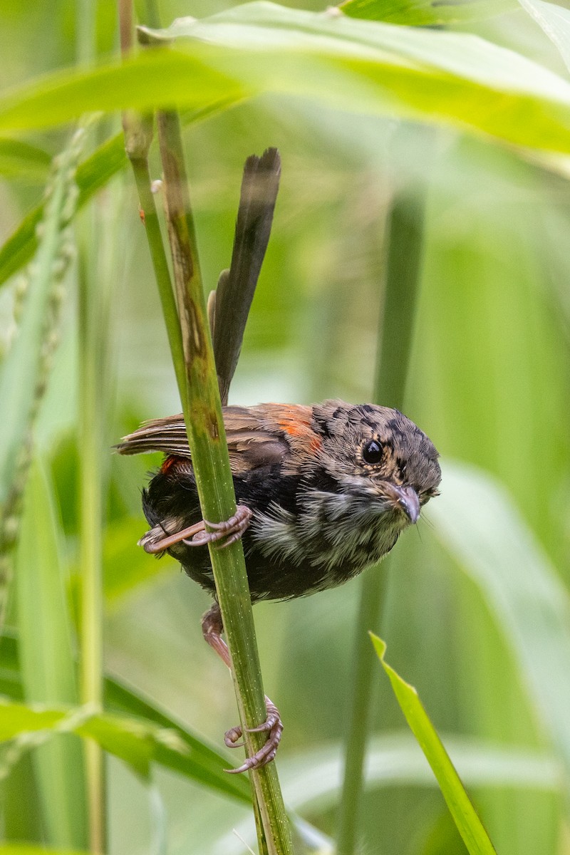 Red-backed Fairywren - ML429079171