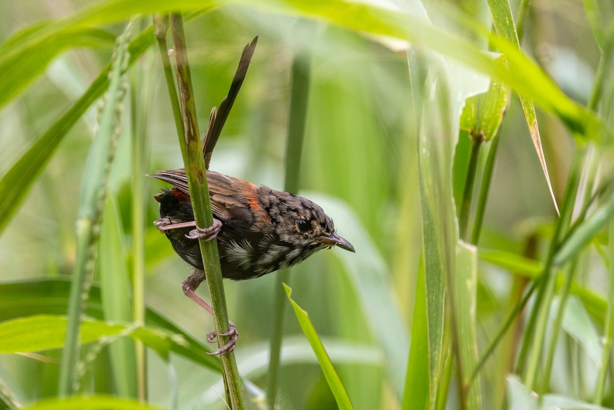 Red-backed Fairywren - ML429079181