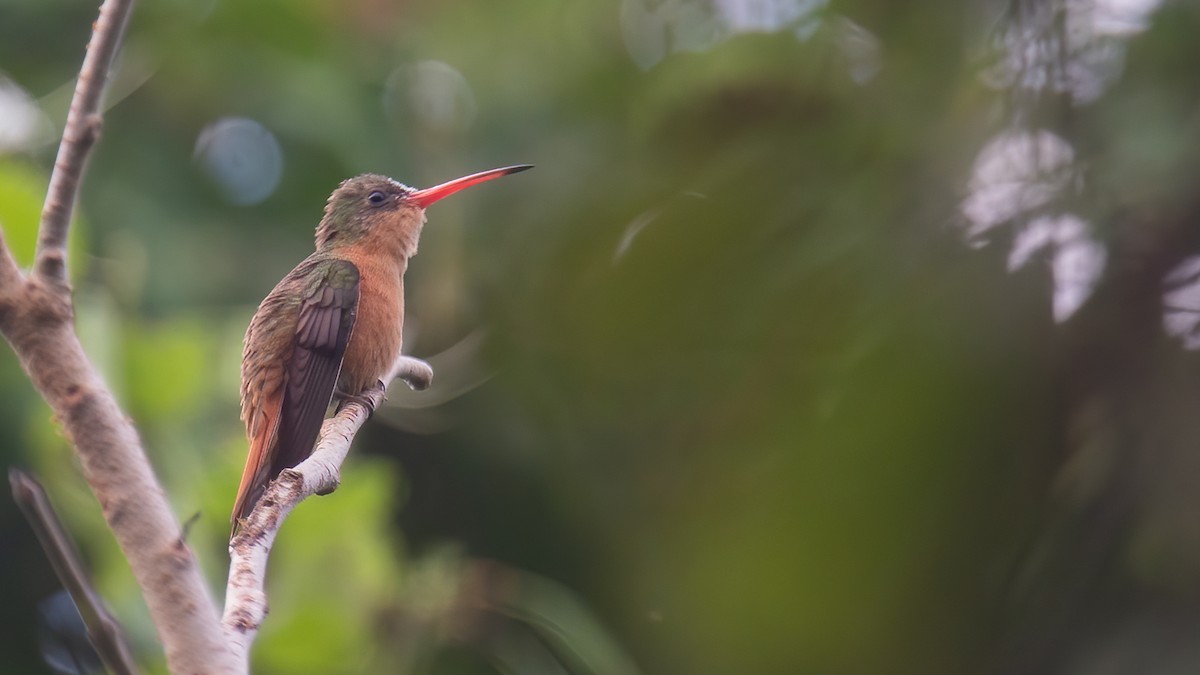 Cinnamon Hummingbird (Mainland) - ML429081231