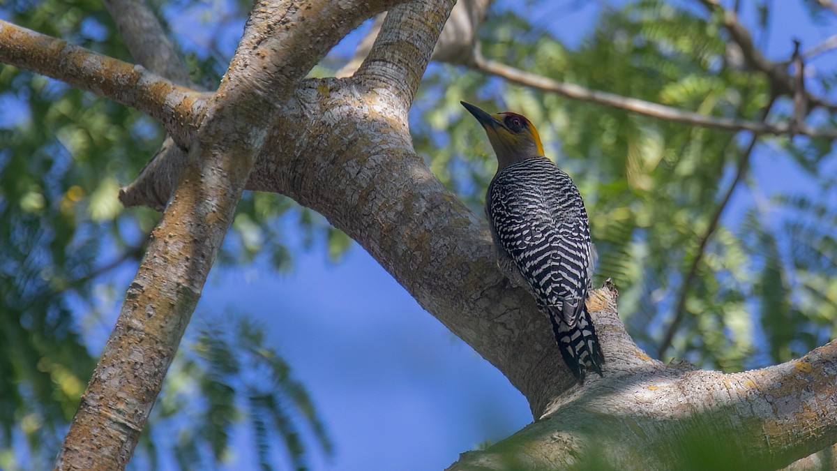 Golden-cheeked Woodpecker - Robert Tizard