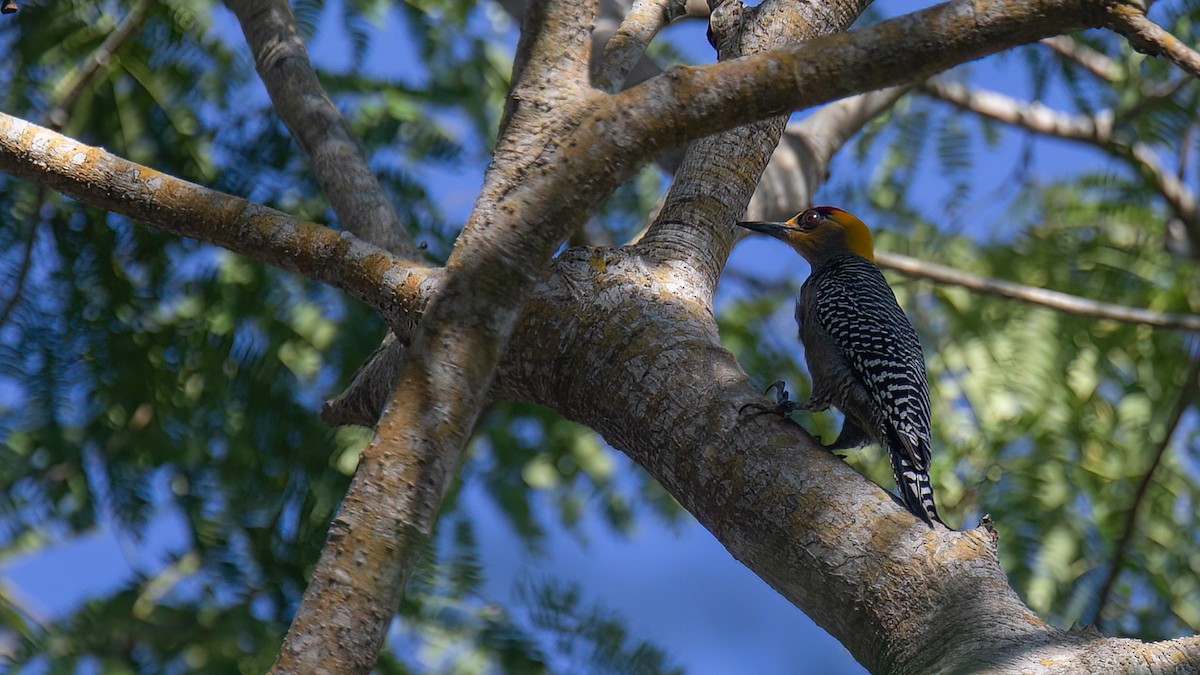 Golden-cheeked Woodpecker - ML429081471