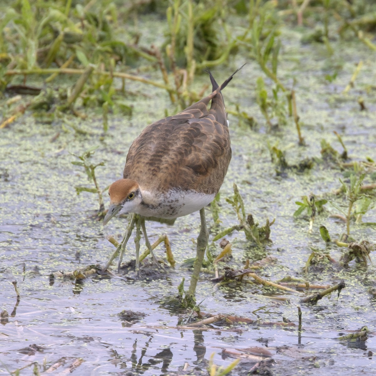 Pheasant-tailed Jacana - ML429083561