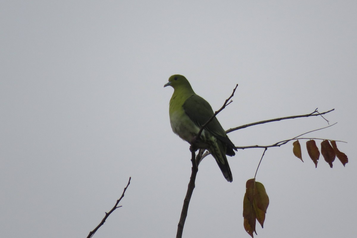 White-bellied Green-Pigeon - ML429083671