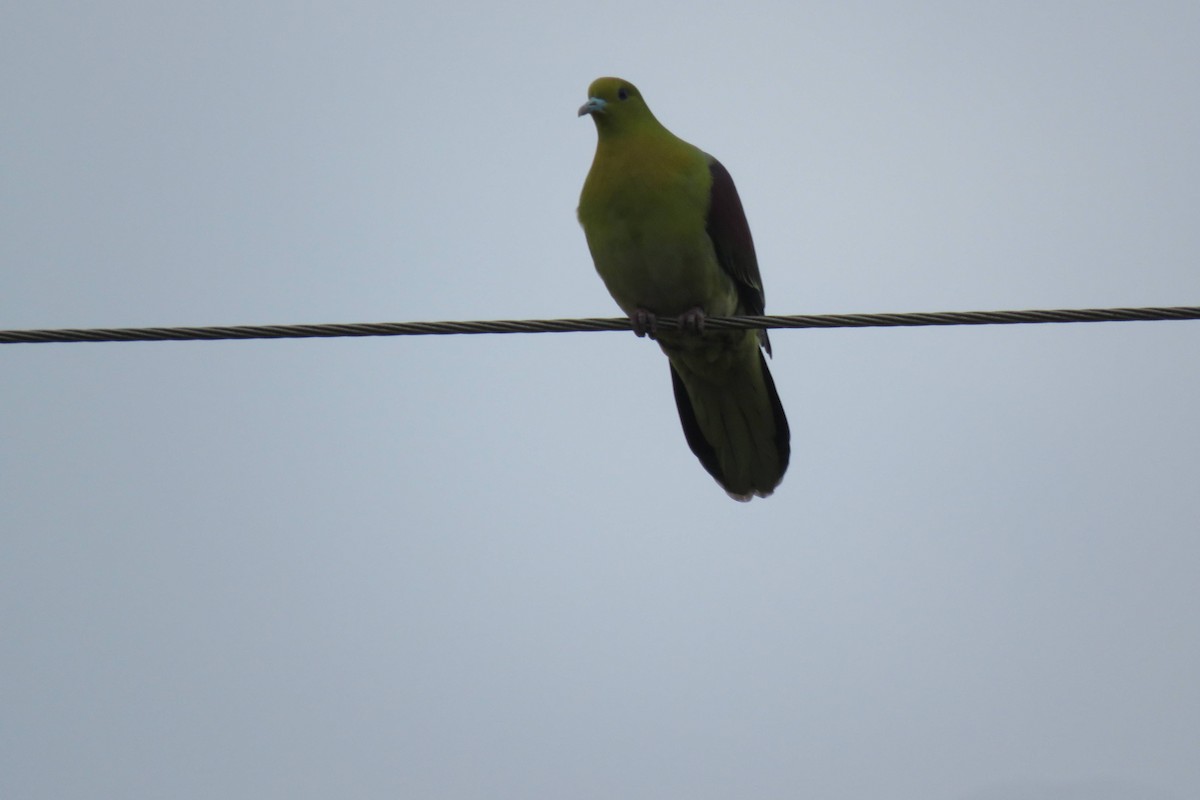 White-bellied Green-Pigeon - ML429083691