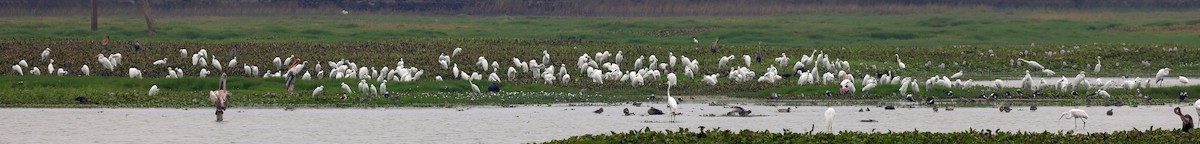 Little Egret - Surendra Kumar R