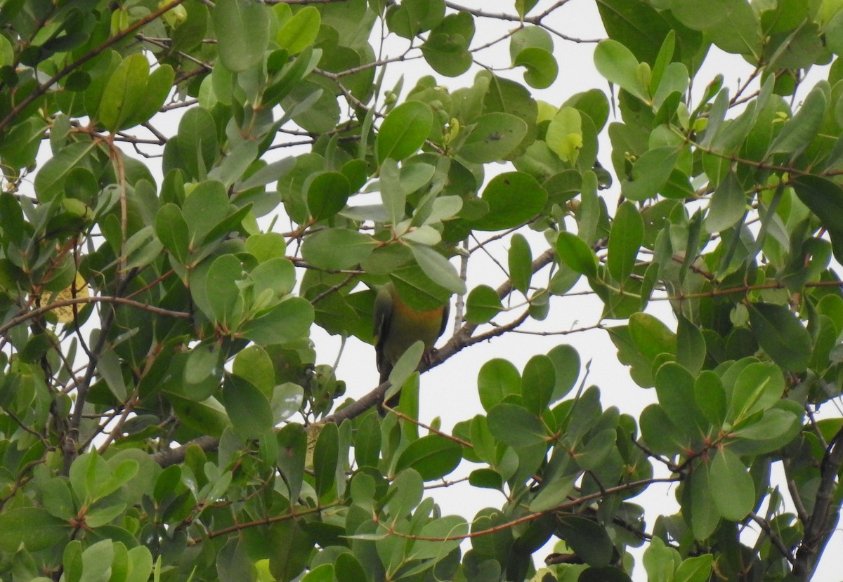 holub oranžovoprsý - ML429084461