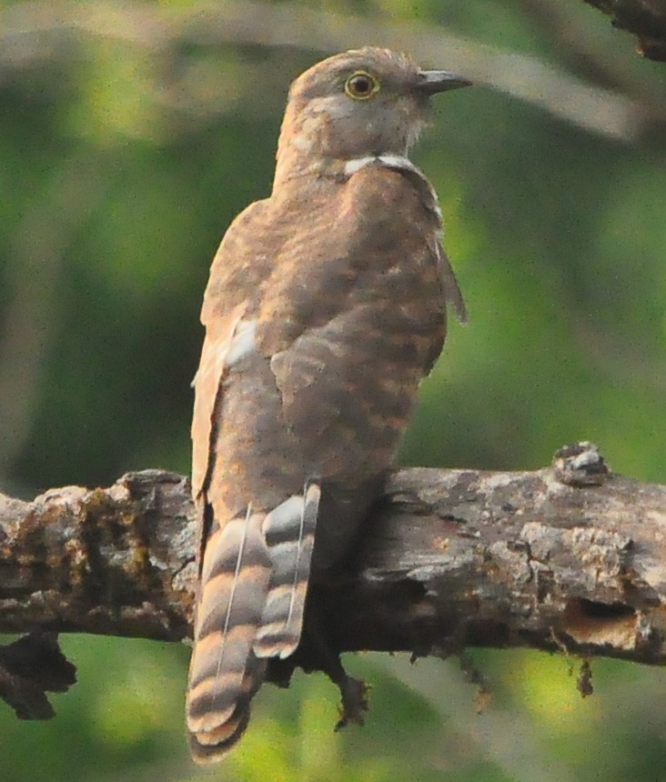 Common Hawk-Cuckoo - ML429086581