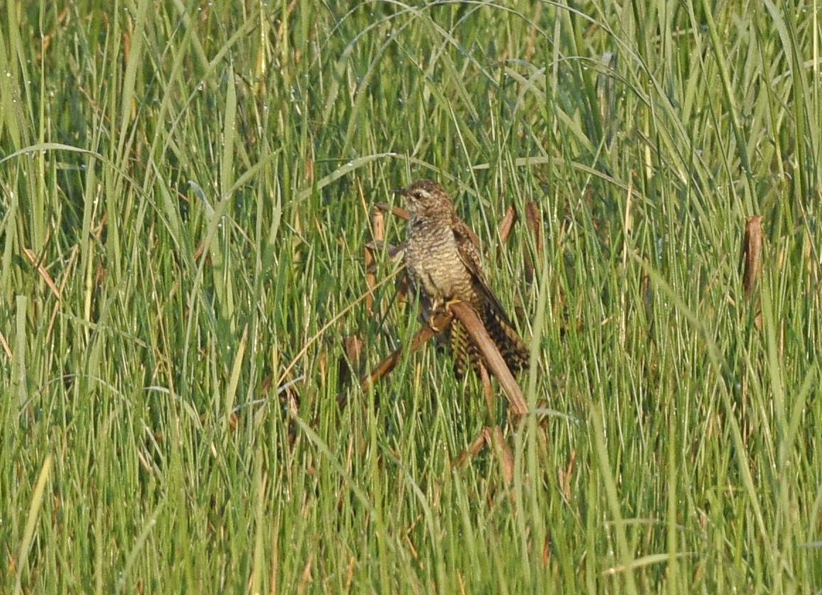 Plaintive Cuckoo - ML429090181