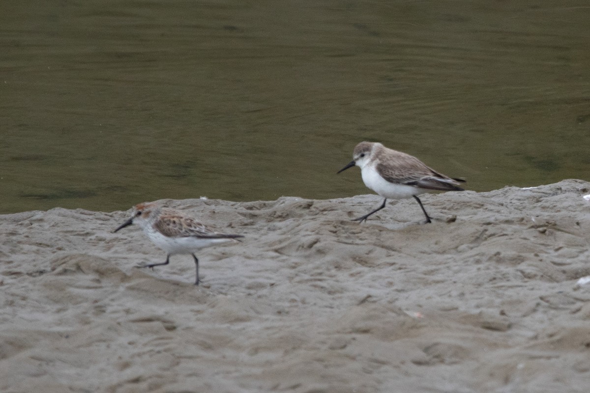 Western Sandpiper - ML429090481