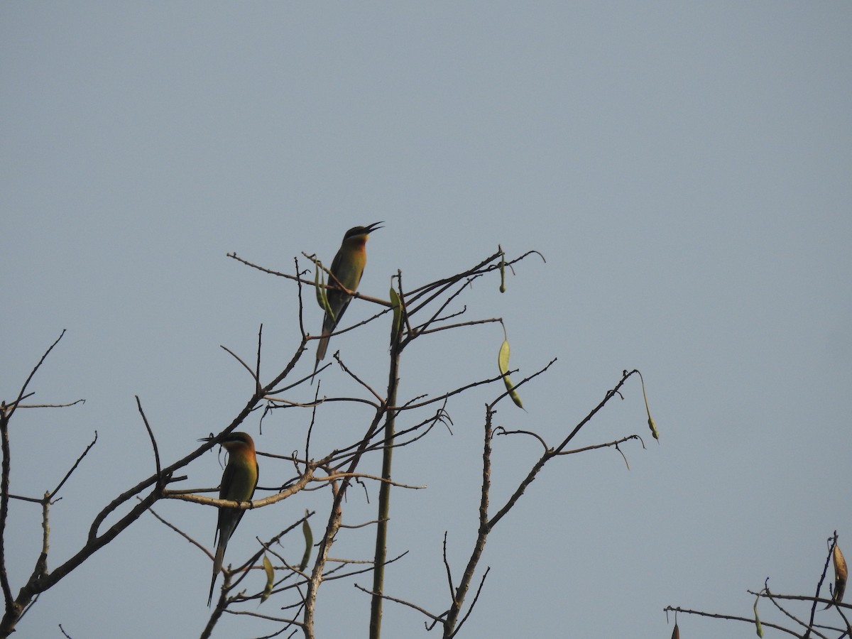 Blue-tailed Bee-eater - ML429091781