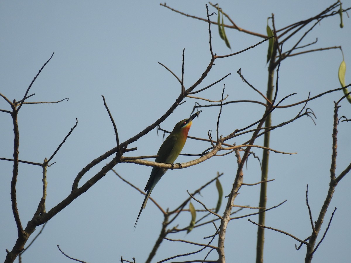 Blue-tailed Bee-eater - ML429091791