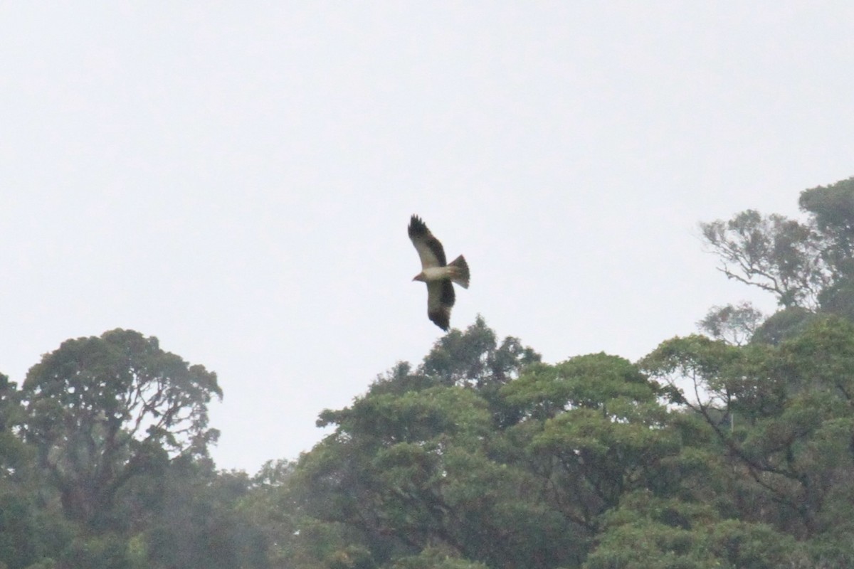 Pygmy Eagle - ML42909481