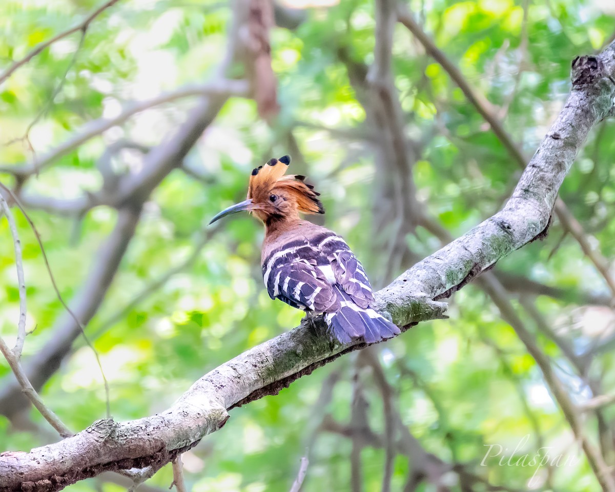 Eurasian Hoopoe (Eurasian) - ML429095451