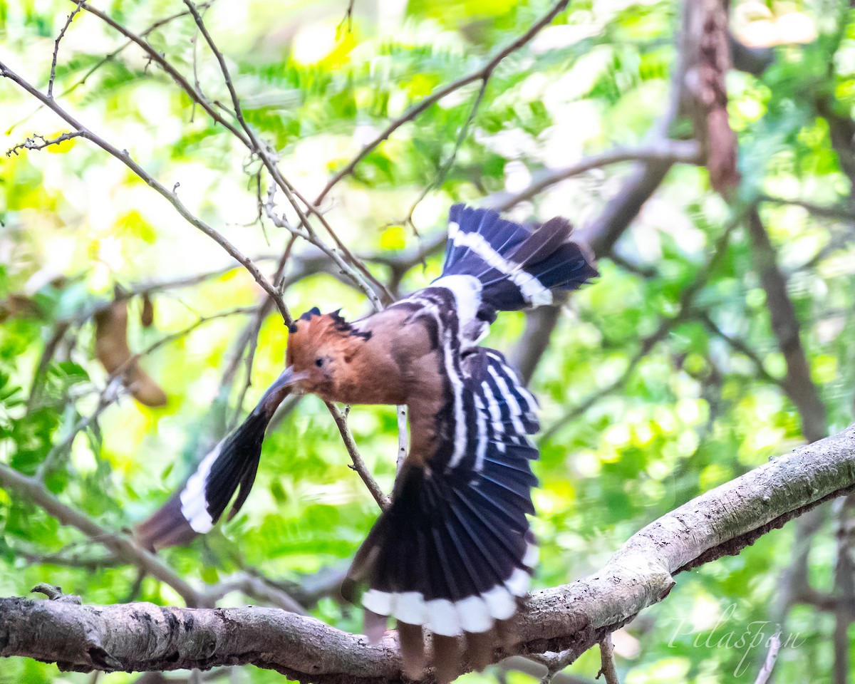 Eurasian Hoopoe (Eurasian) - ML429095461