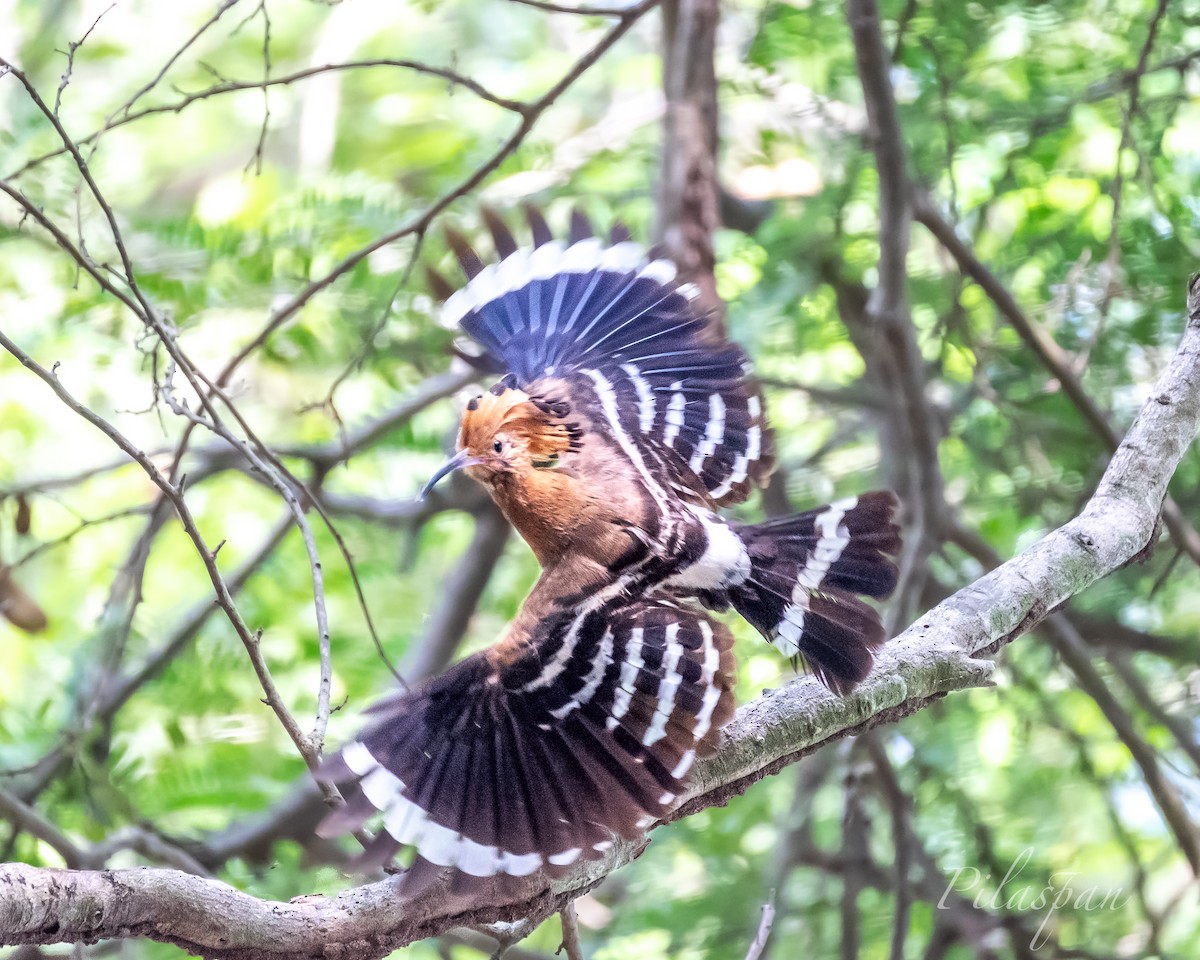 Eurasian Hoopoe (Eurasian) - Pilaspan Lertpunyaroj