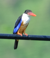 Black-capped Kingfisher - ML429095491