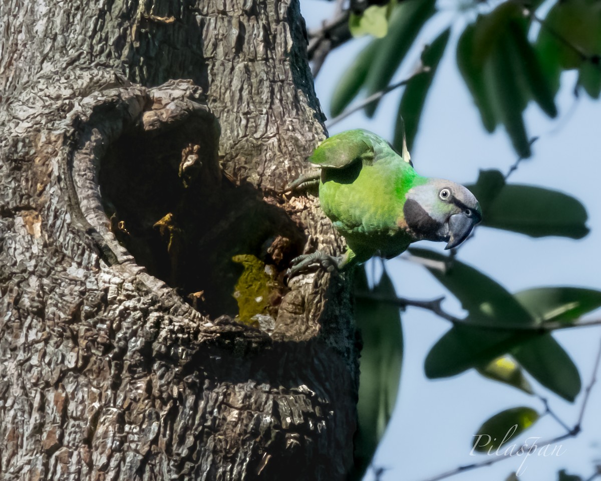 Red-breasted Parakeet - ML429095551