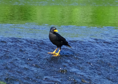 Great Myna - ML429095631