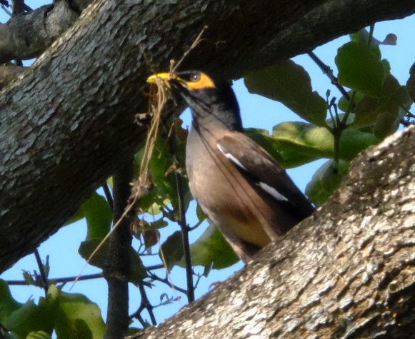 Common Myna - ML429095661