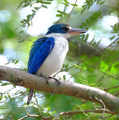 Collared Kingfisher - ML429095701