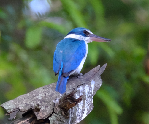 Collared Kingfisher - ML429095731