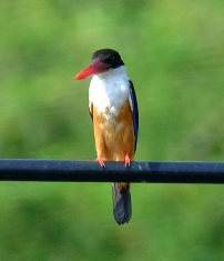 Black-capped Kingfisher - ML429095771