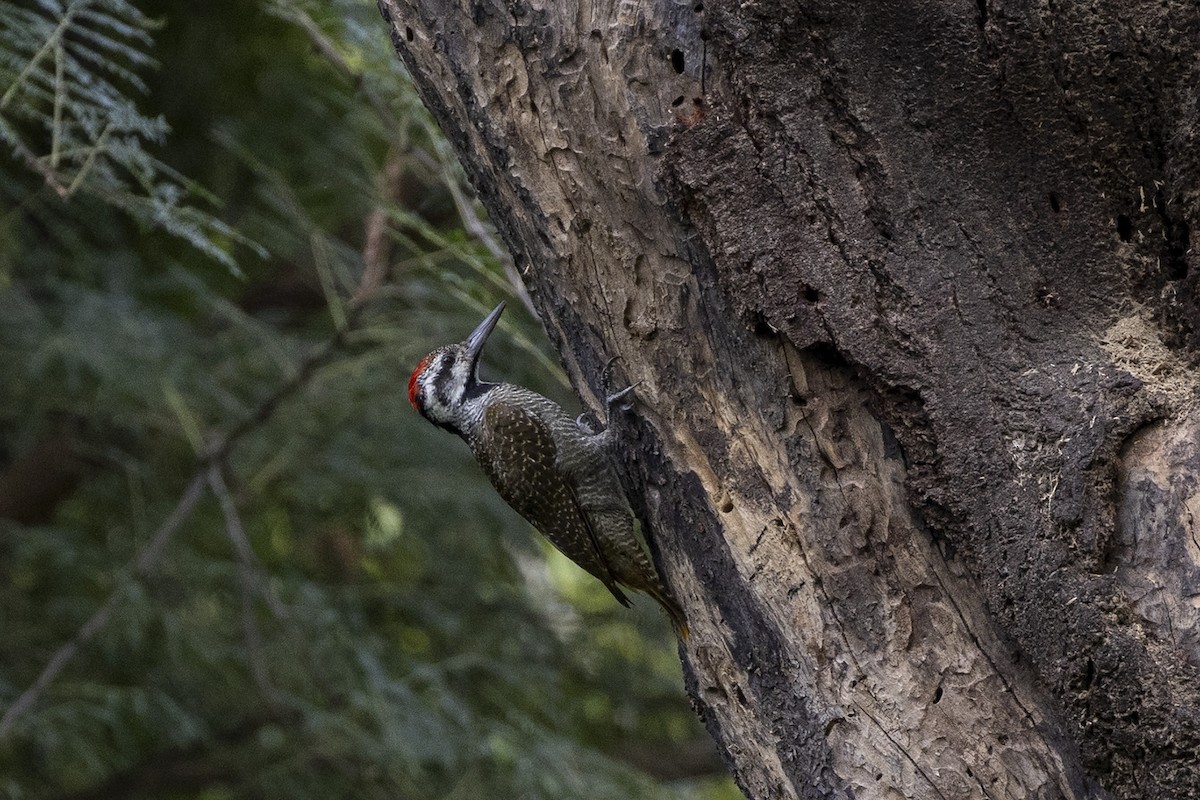 Bearded Woodpecker - ML429096671