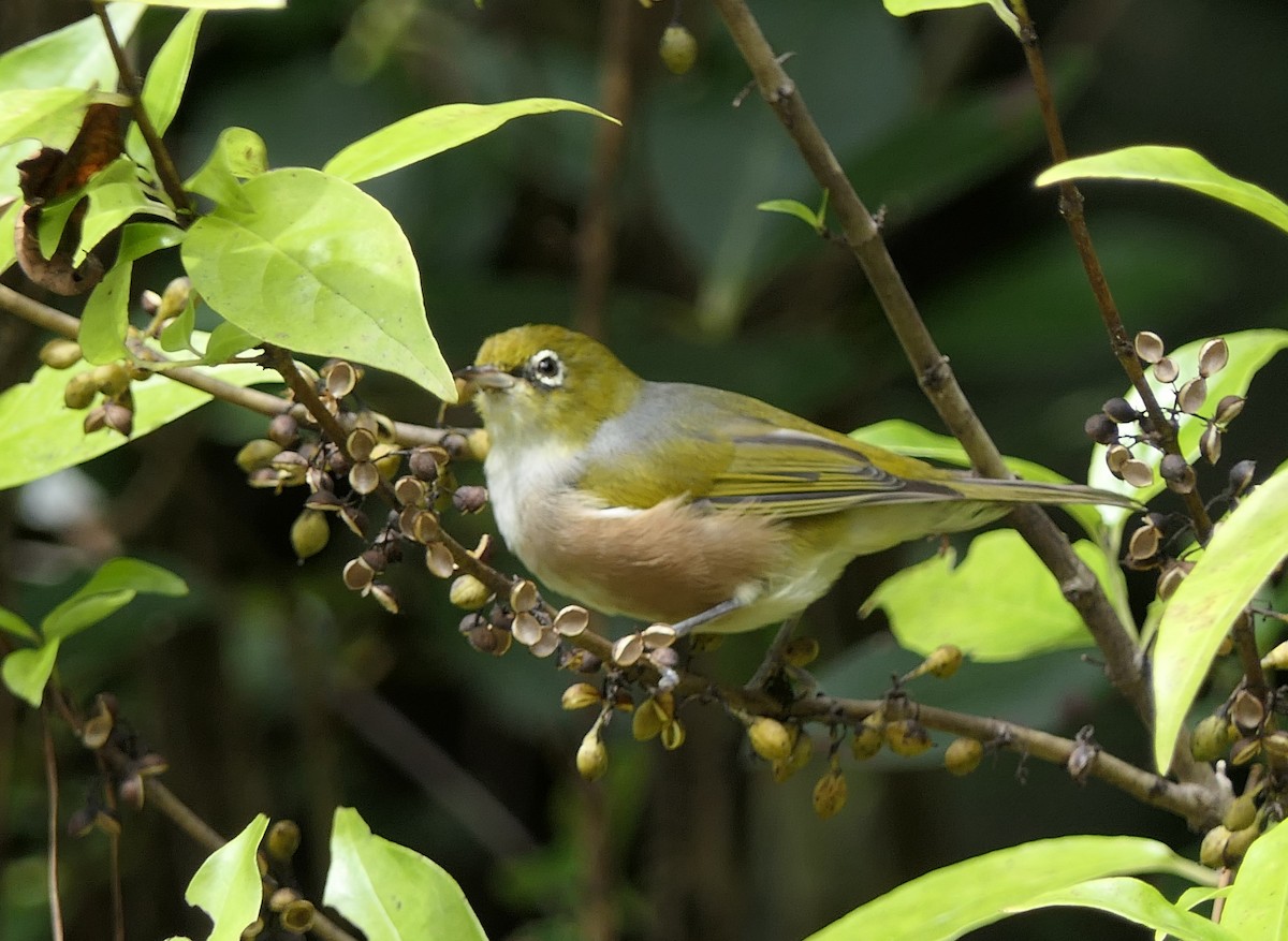 Graumantel-Brillenvogel - ML429096941