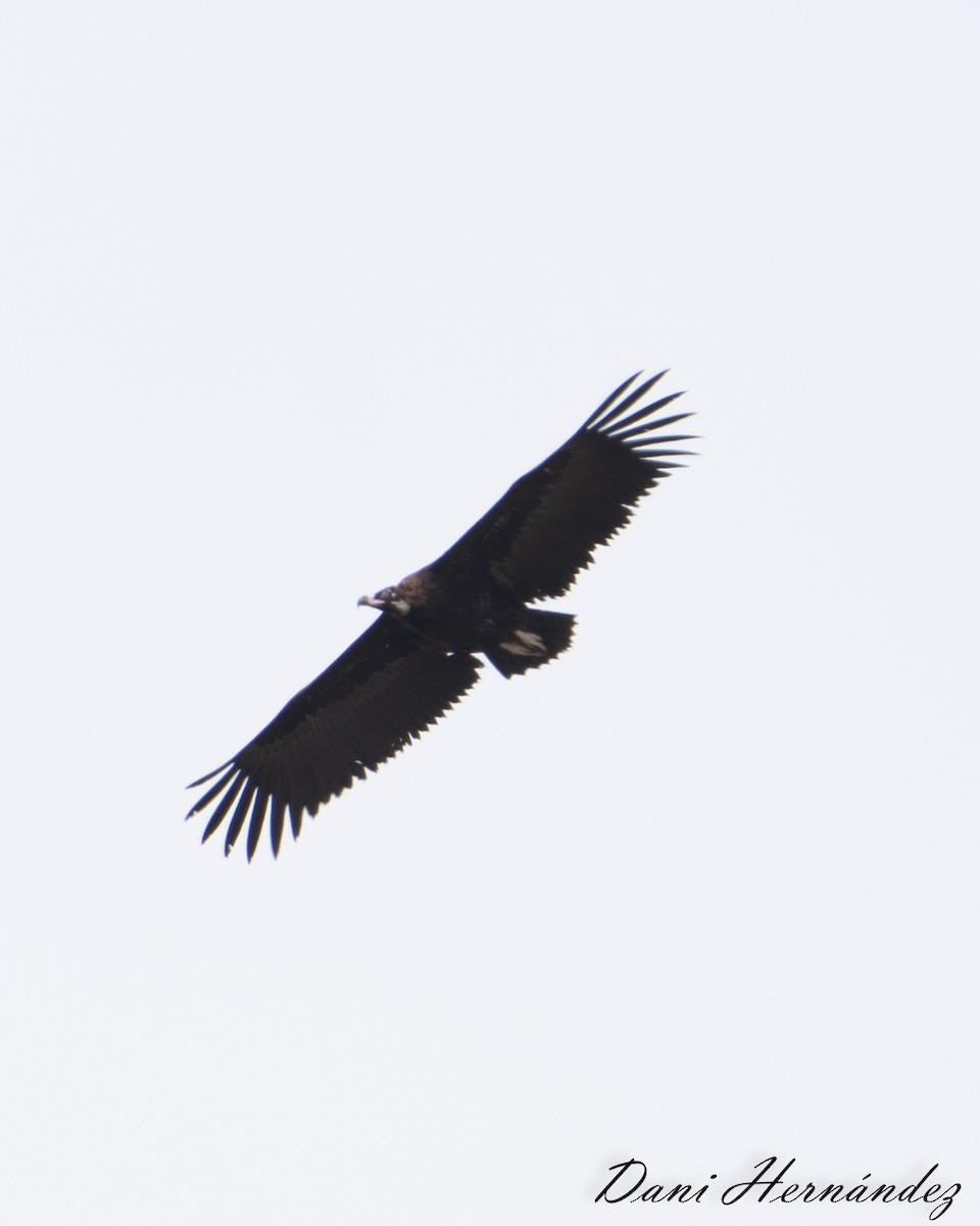 Cinereous Vulture - ML429097441