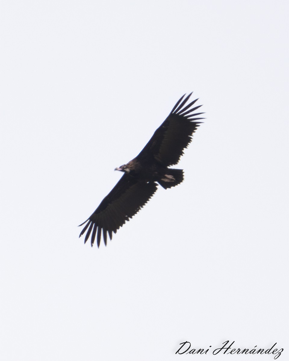 Cinereous Vulture - ML429097451