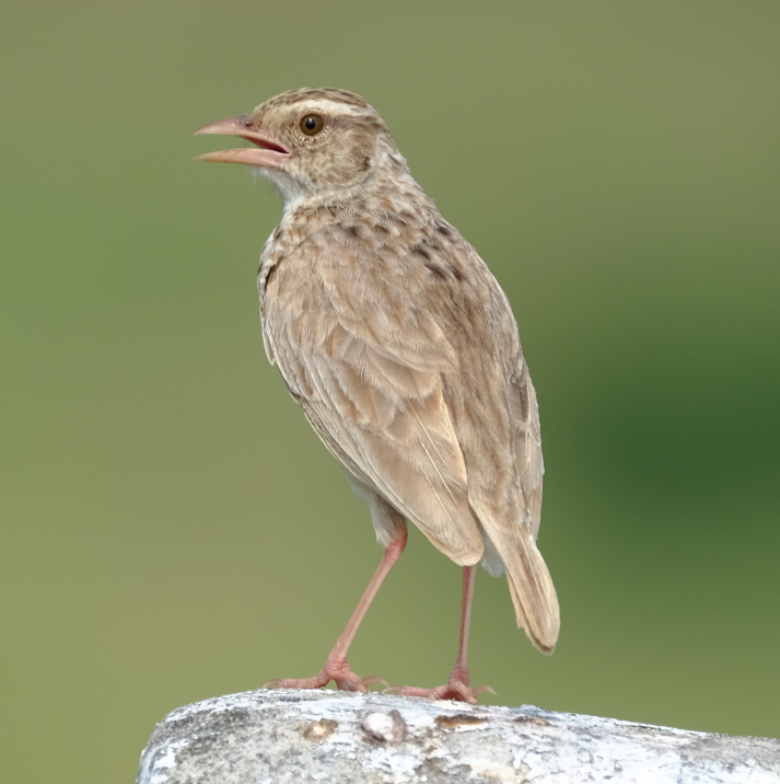 Indochinese Bushlark - ML429098311