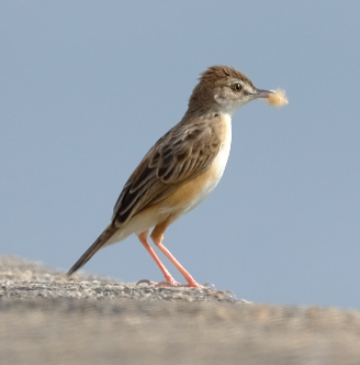 Zitting Cisticola - ML429098371