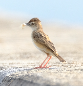 Zitting Cisticola - ML429098501