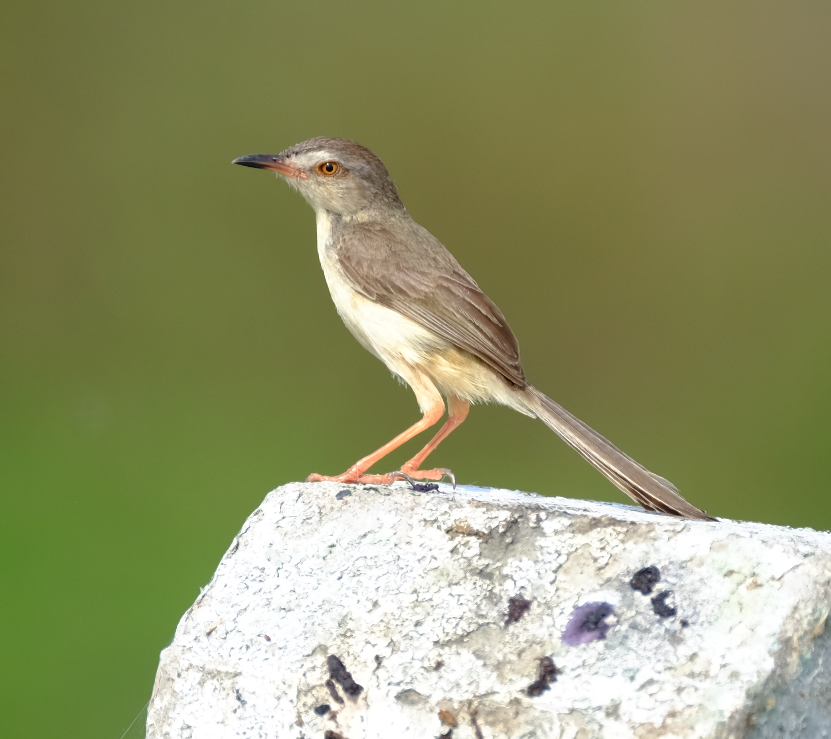 Plain Prinia - ML429098601