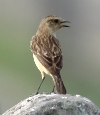 Siberian/Amur Stonechat - ML429098751