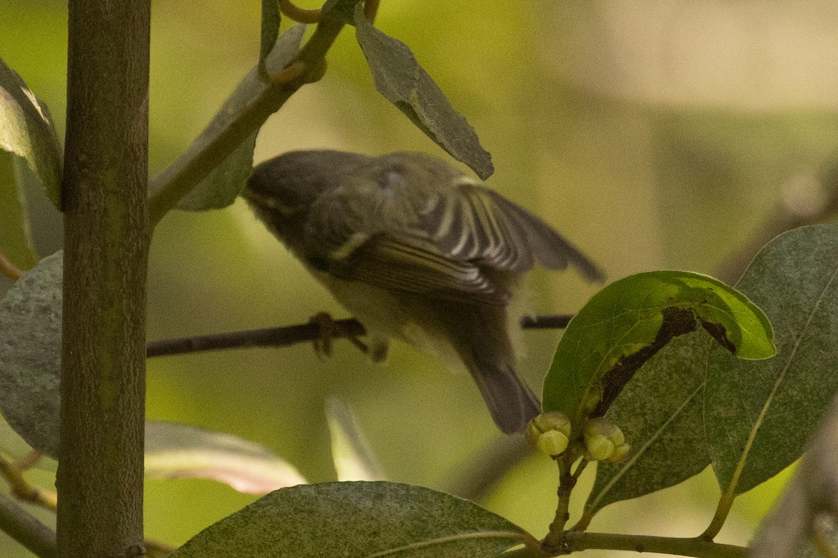 Mosquitero de Hume (humei) - ML429100101