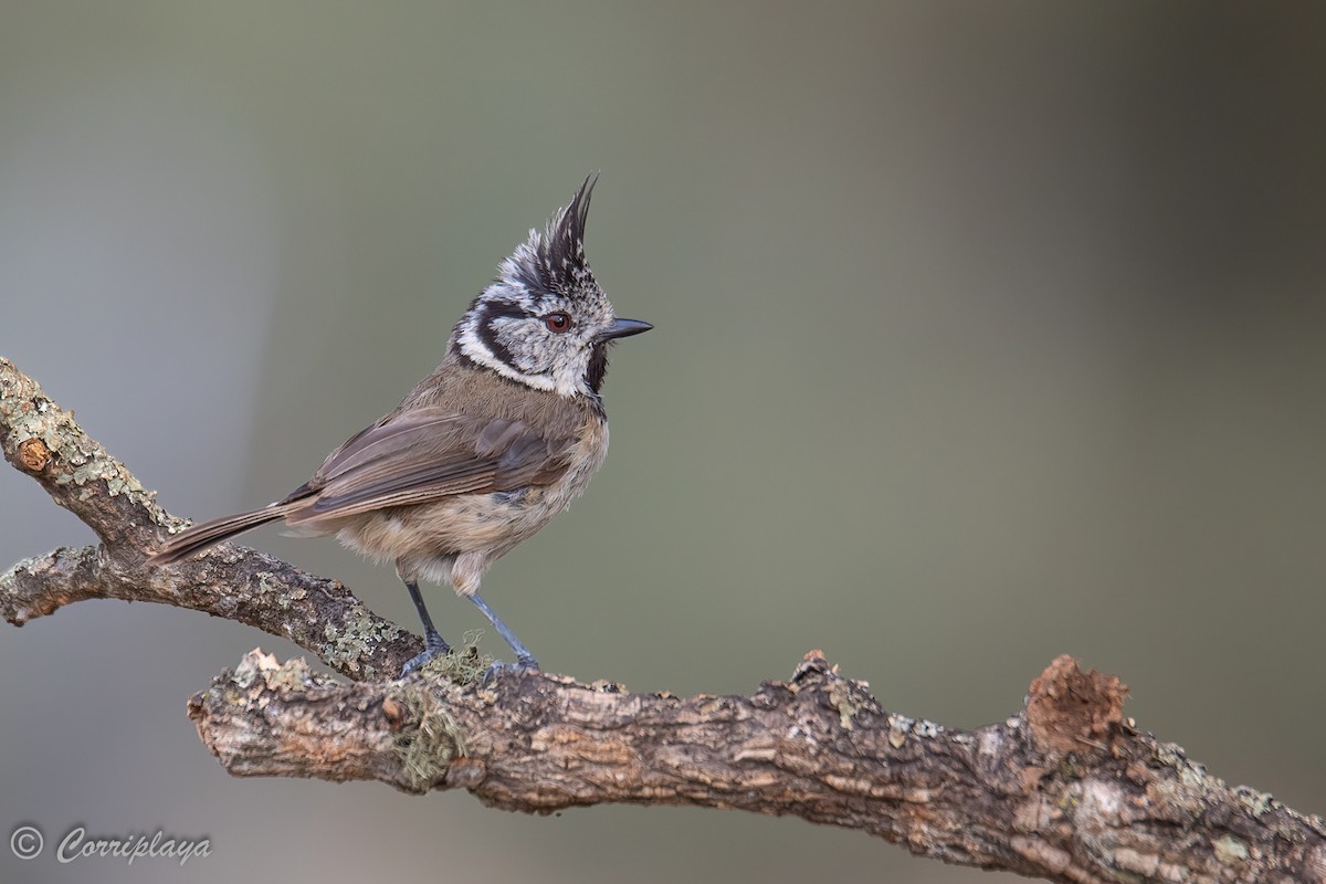 Crested Tit - Fernando del Valle