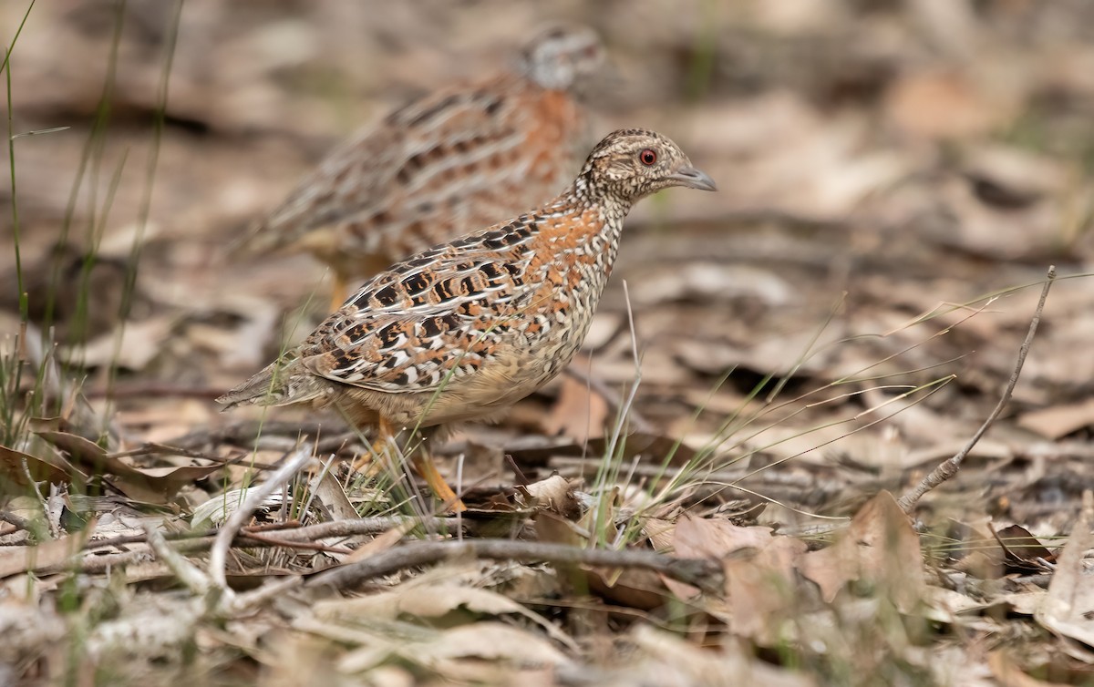 Painted Buttonquail - ML429100491