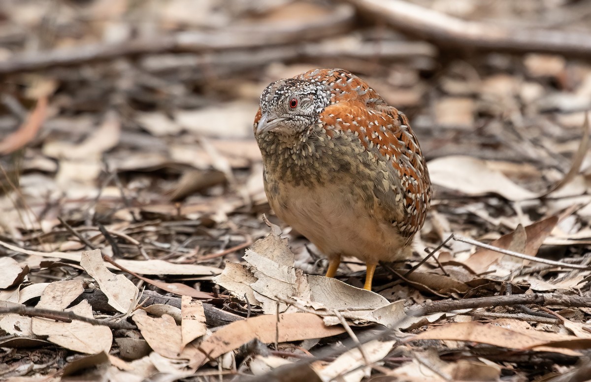 Painted Buttonquail - ML429100501