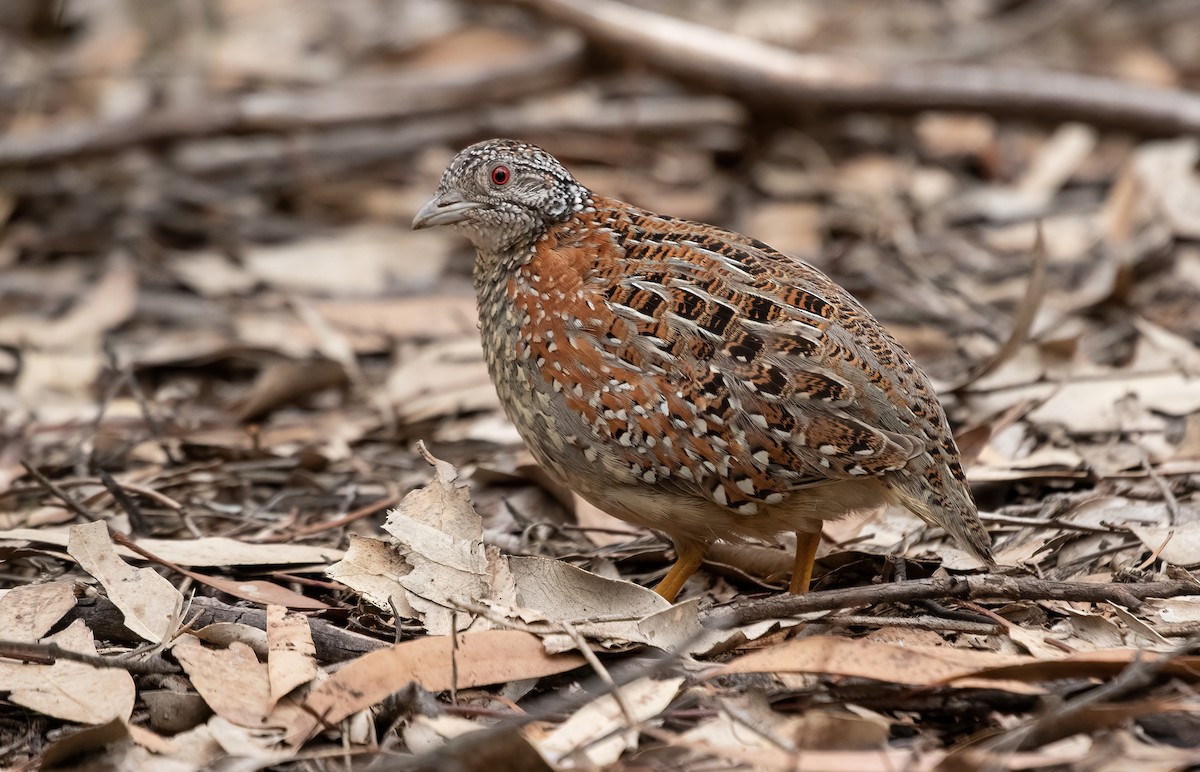 Painted Buttonquail - David Ongley