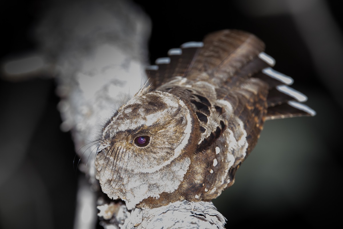 Eared Poorwill - Yann Muzika