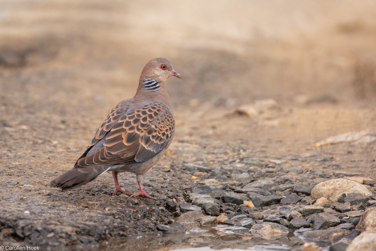 Oriental Turtle-Dove - ML429102201