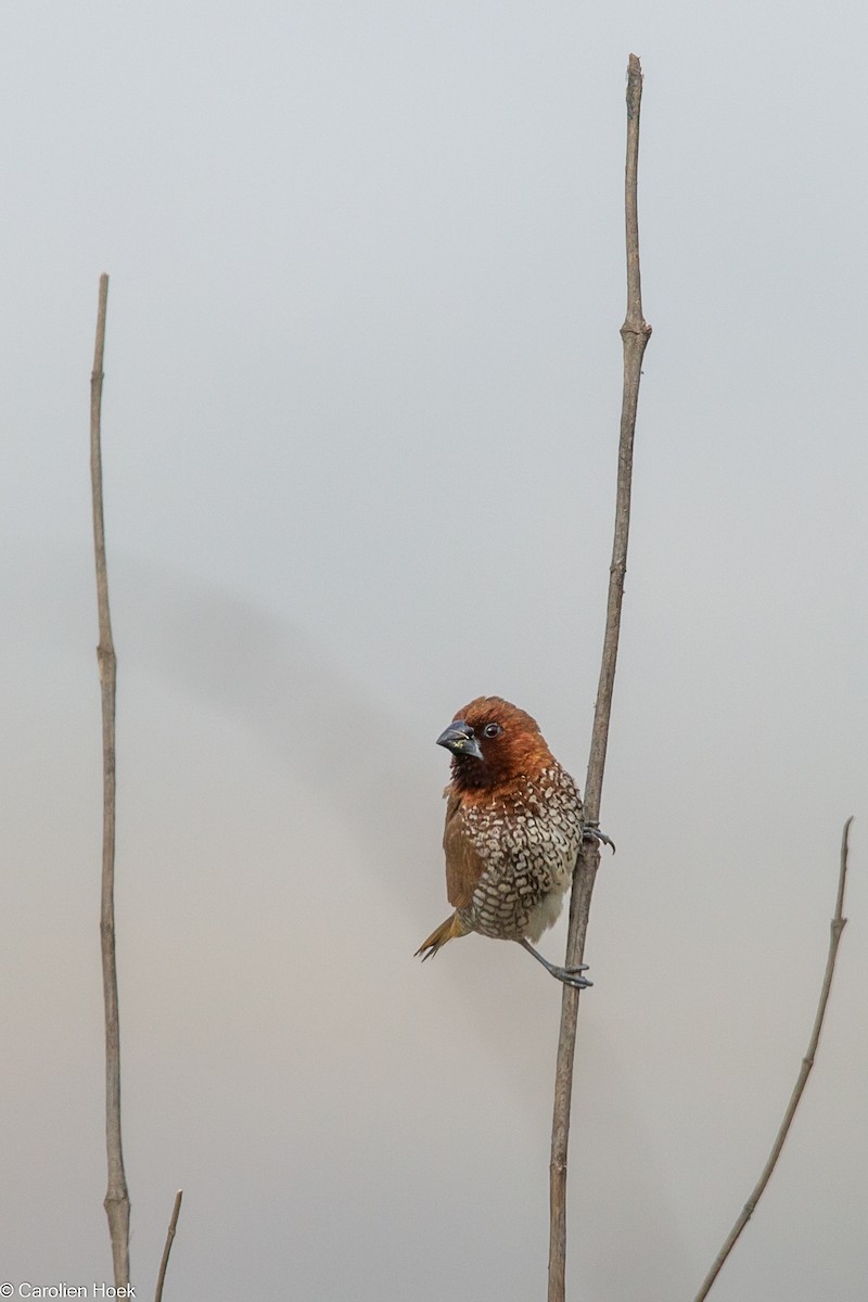 Scaly-breasted Munia - ML429102361