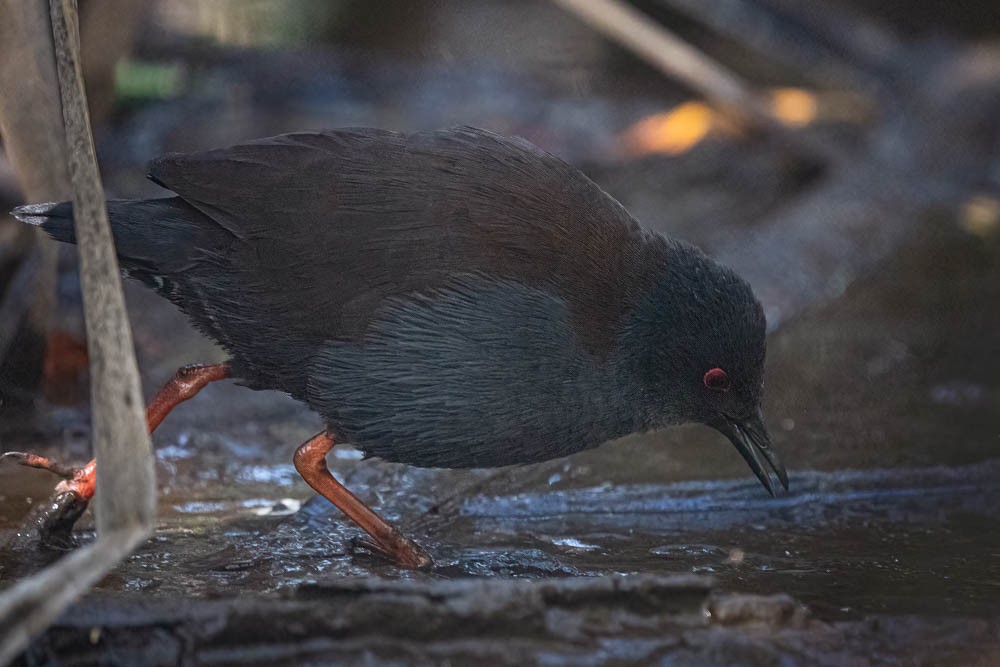 Spotless Crake - ML429102491