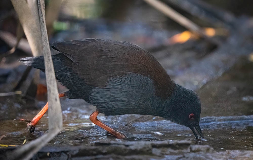 Spotless Crake - ML429102501