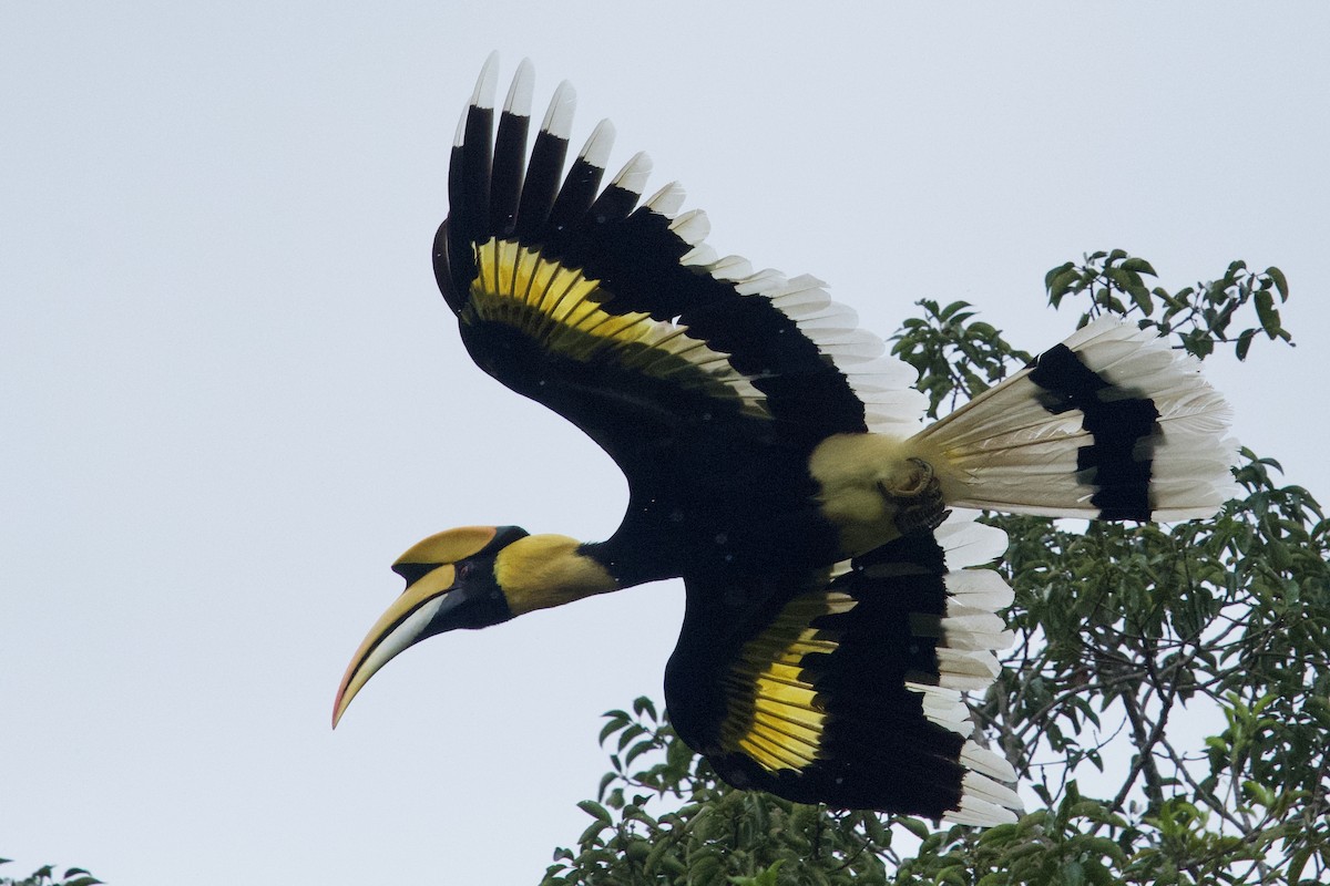 Great Hornbill - Qin Huang