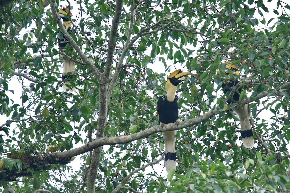 Great Hornbill - Qin Huang